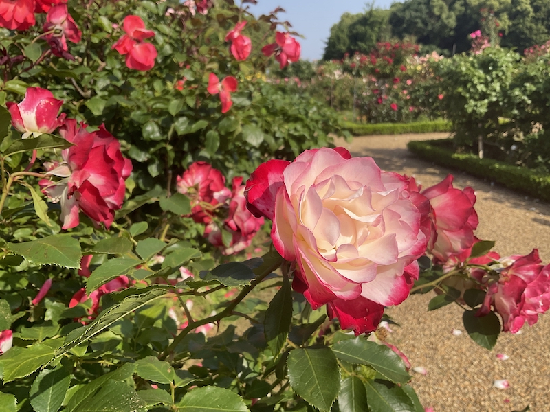 バガテル公園_ジュビレ・ドゥ・プリンス・オブ・モナコ