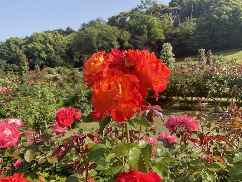 バガテル公園_テキーラ