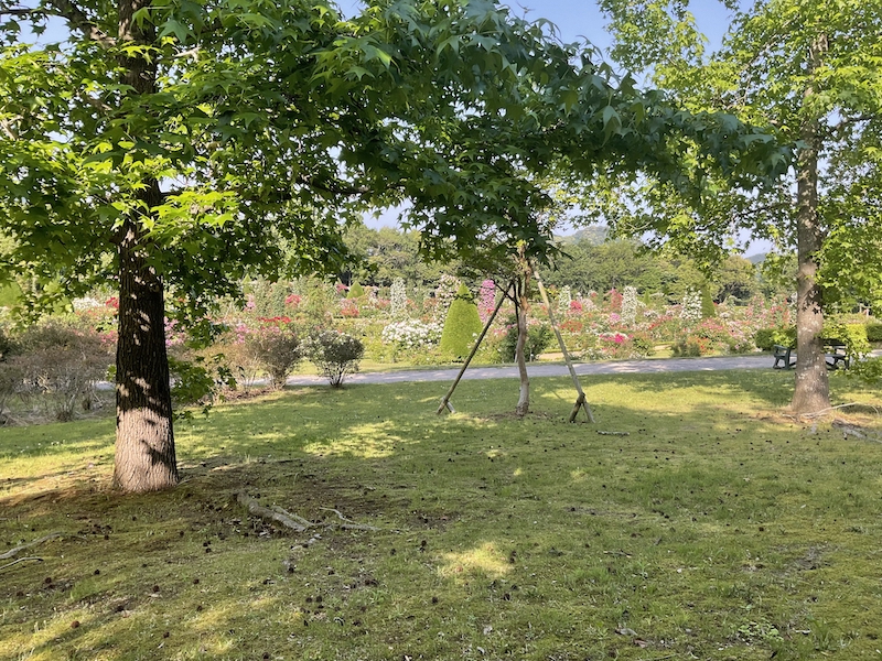 バガテル公園_木洩れ日