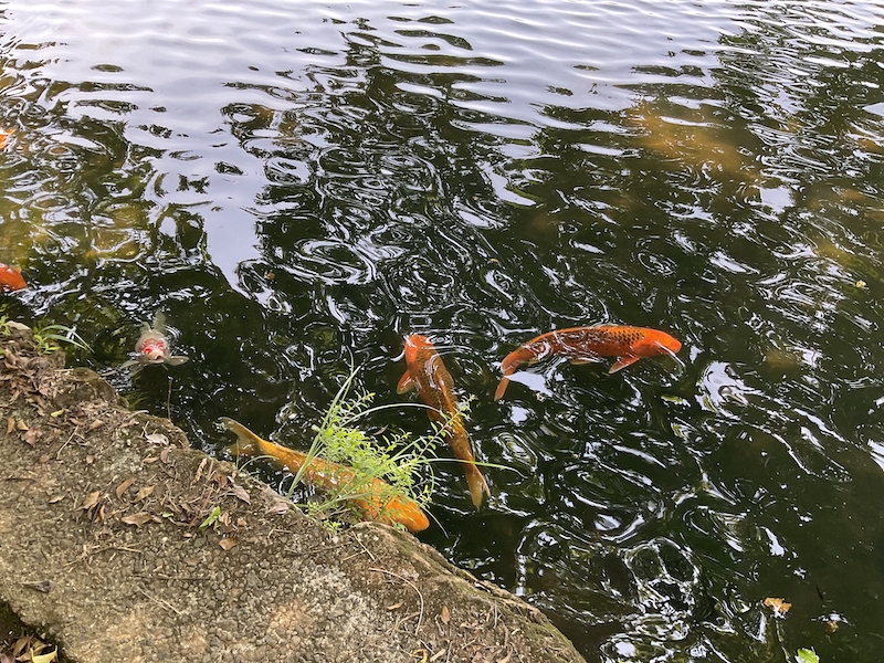 一碧湖_錦鯉