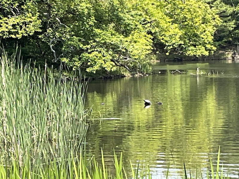 一碧湖_亀の甲羅干し