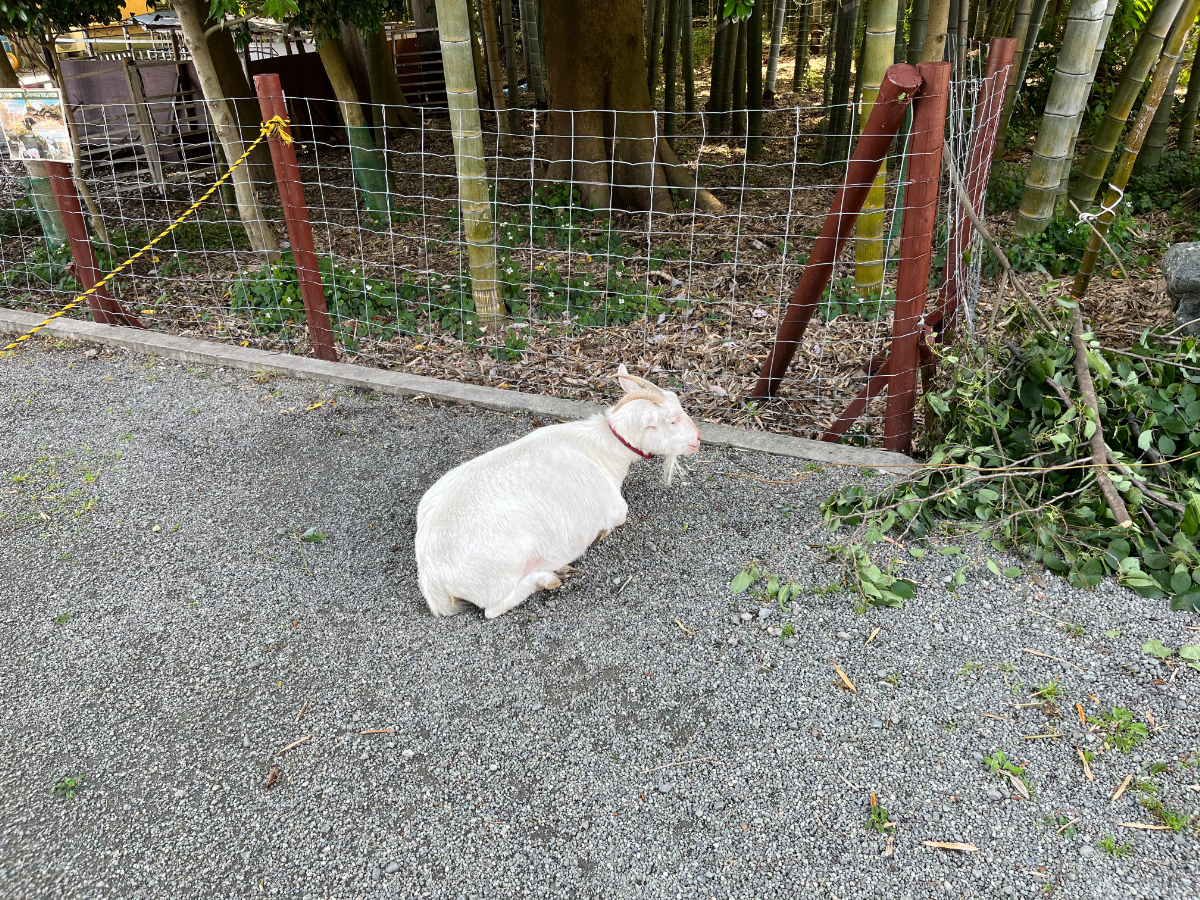参道のヤギ