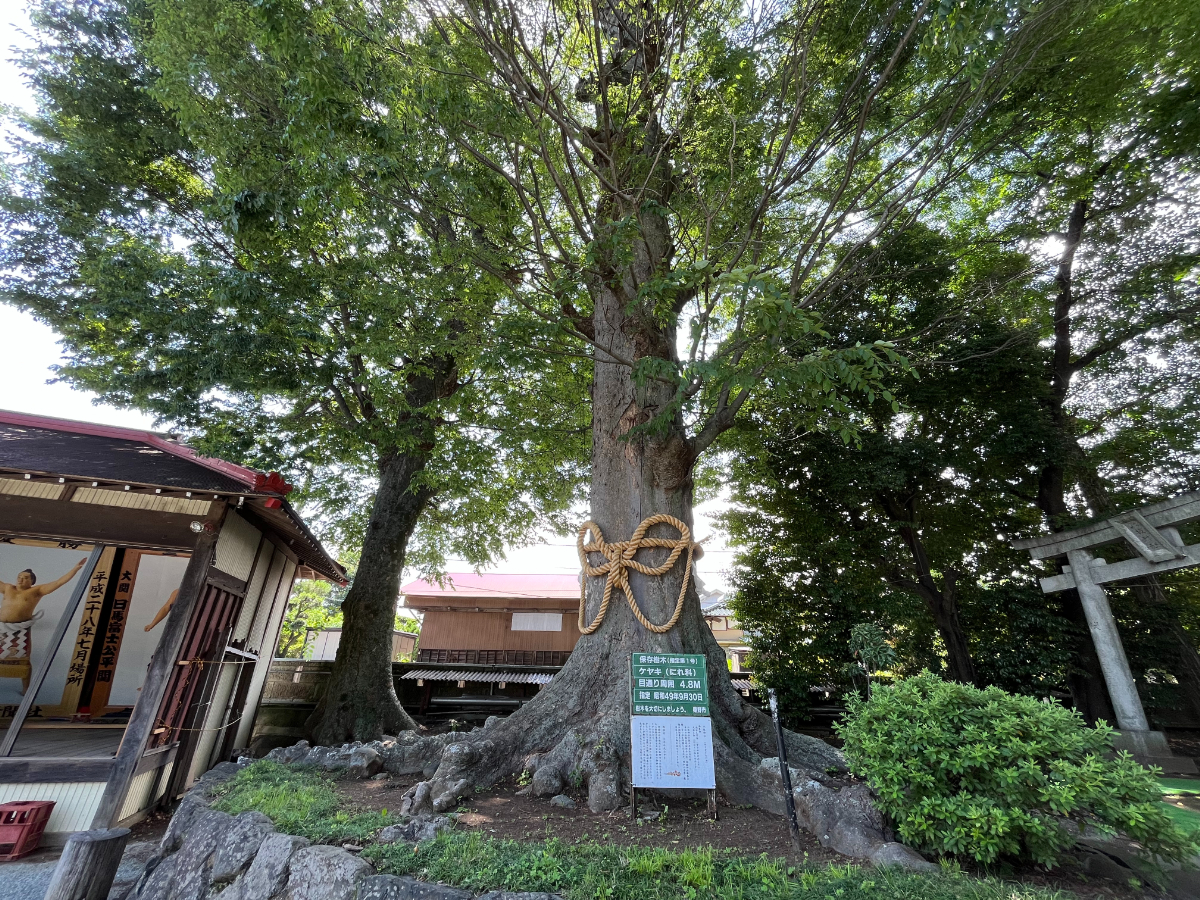 八坂神社のケヤキの大木