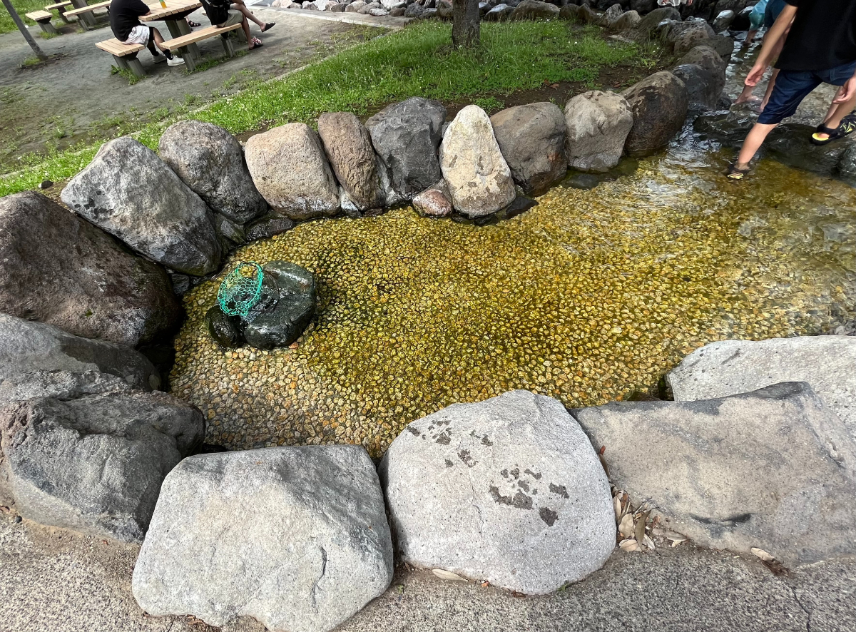 せせらぎ水路1
