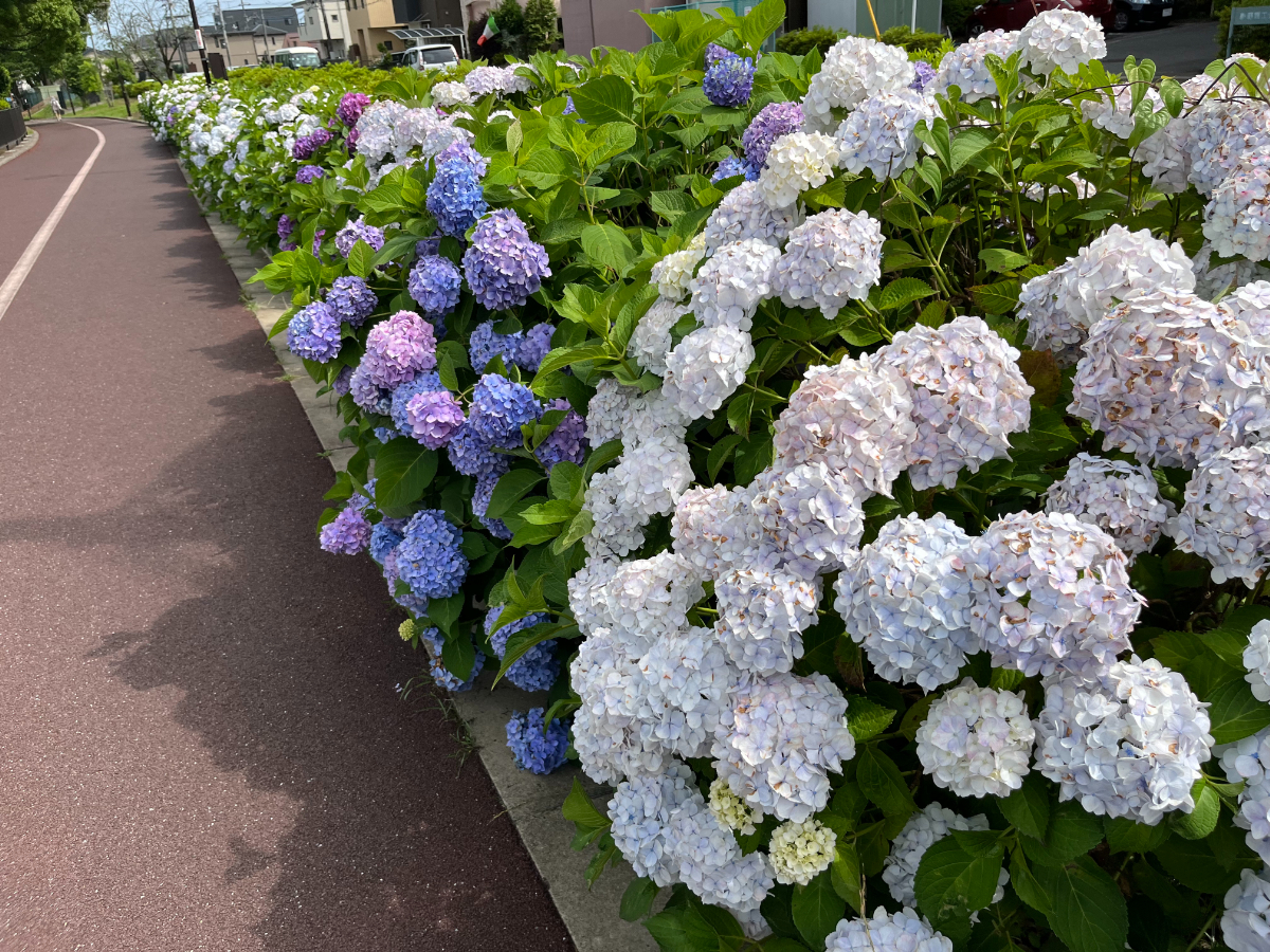 秦野市カルチャーパーク紫陽花