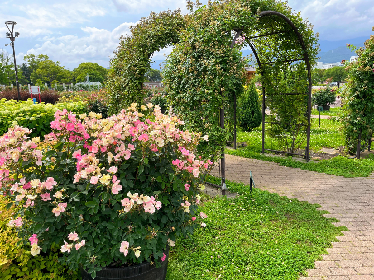 秦野市カルチャーパークバラ園