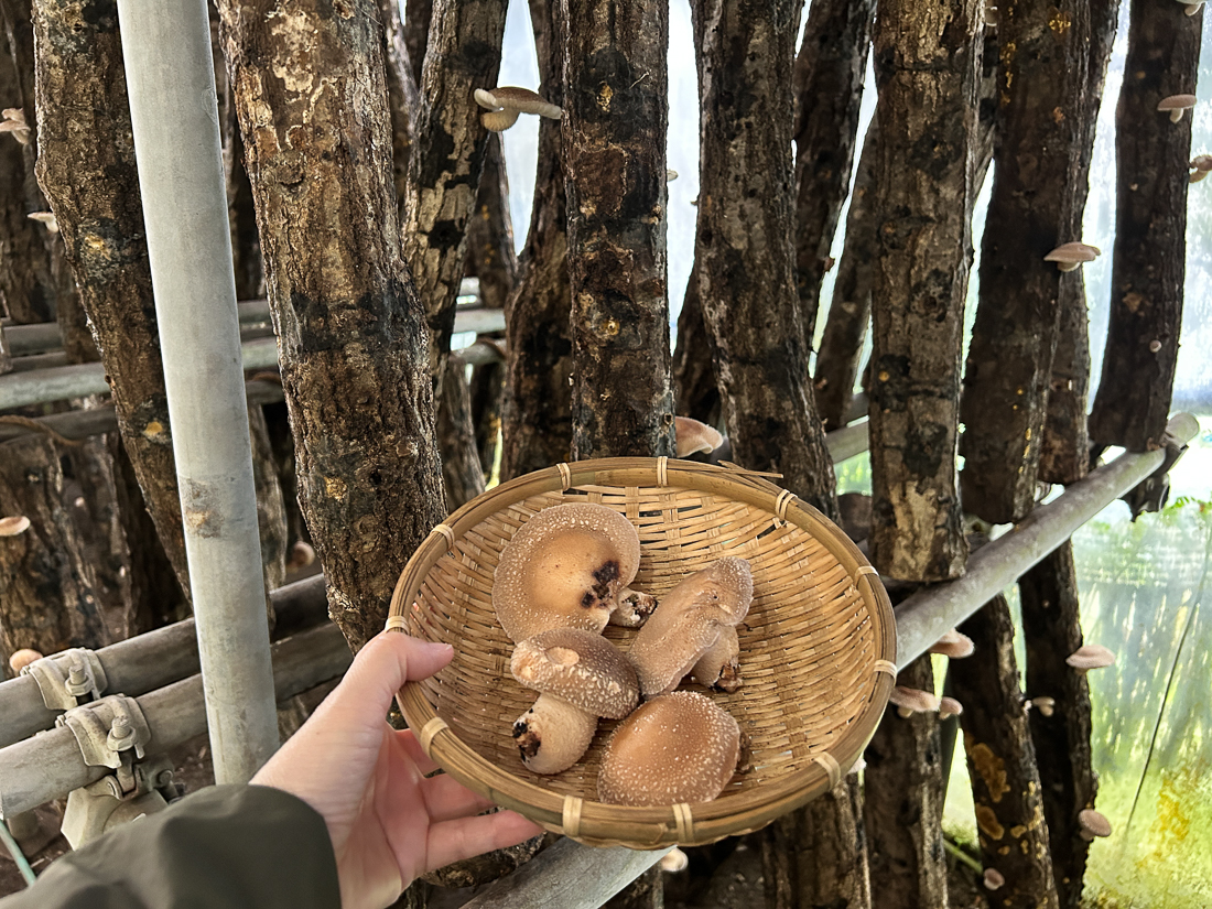きのこ苑1
