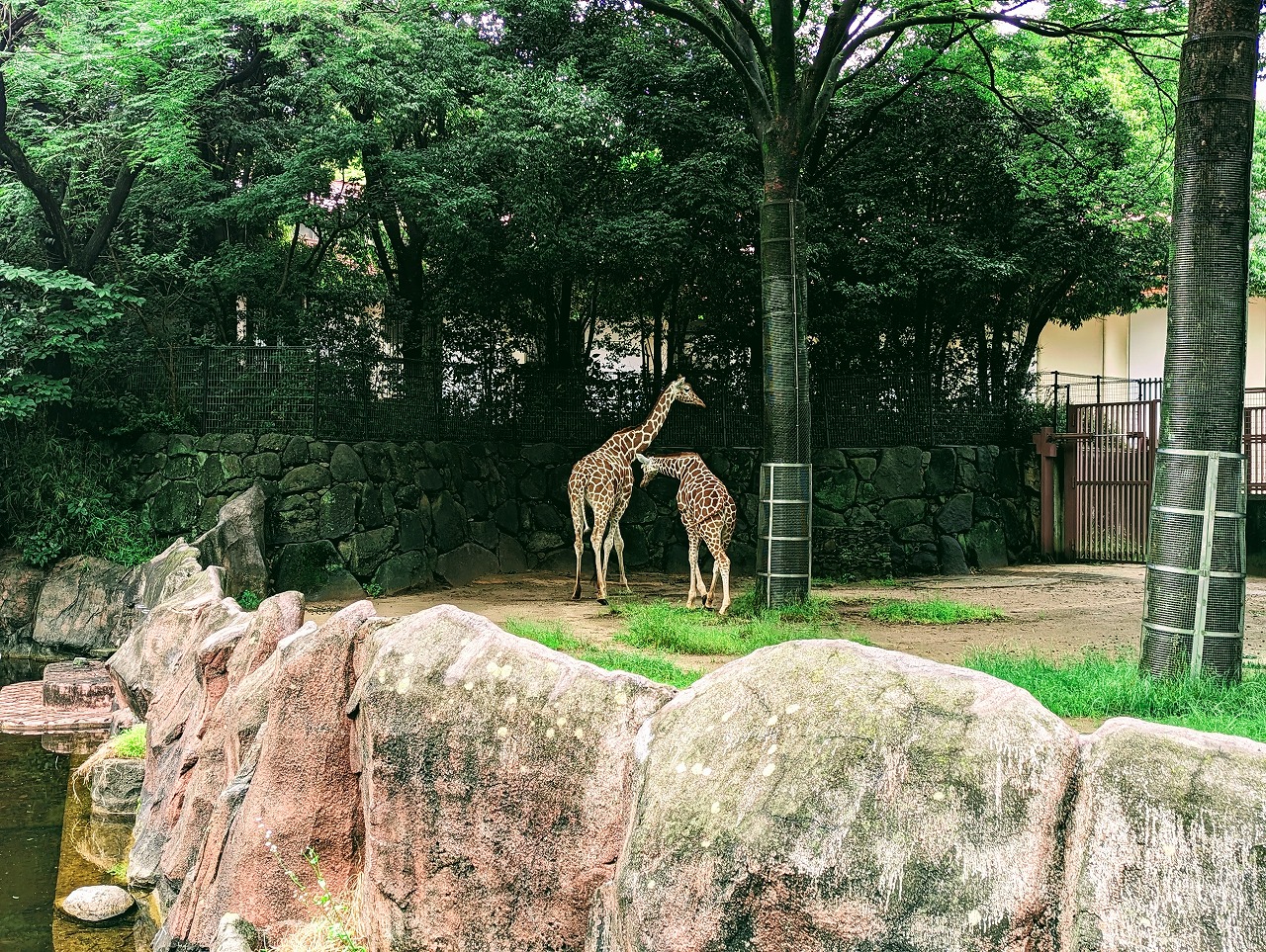 キリン