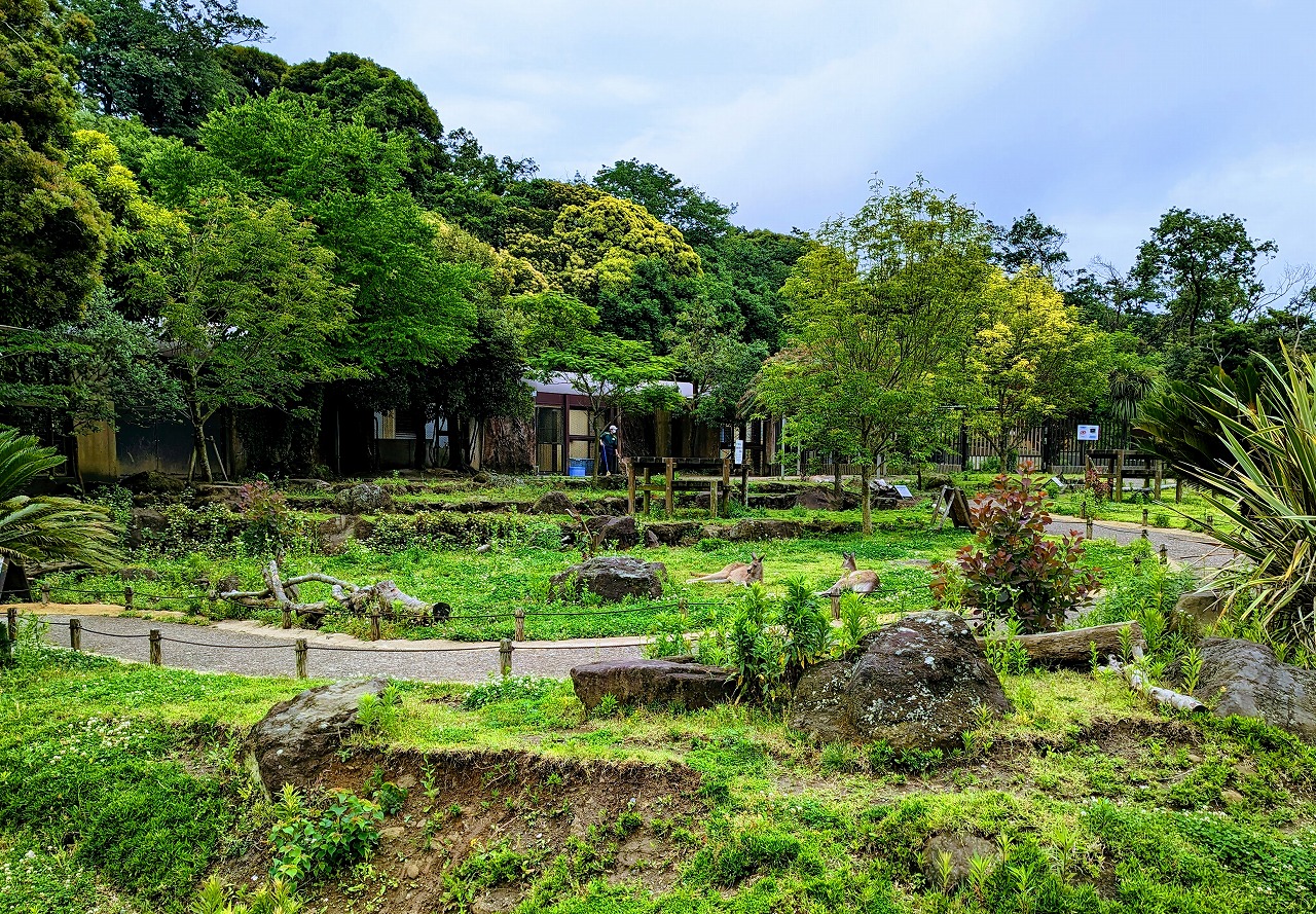 カンガルー遠景