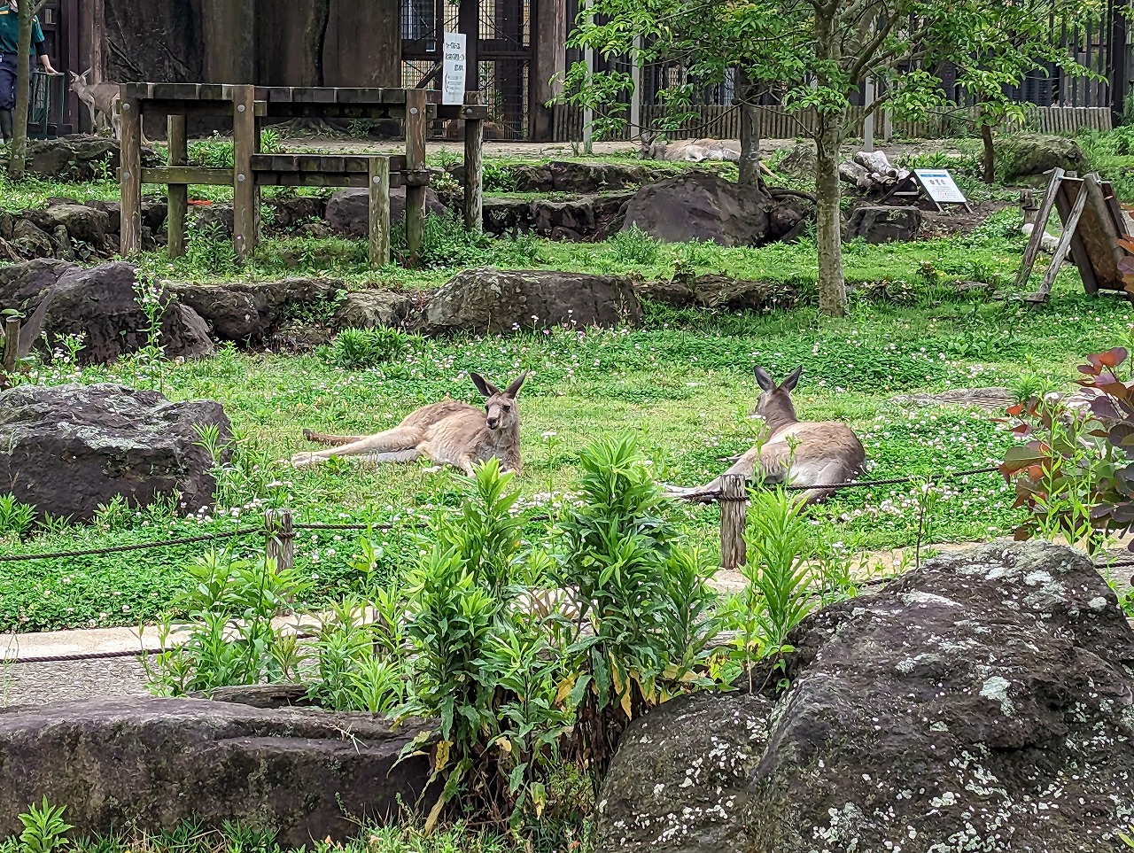 カンガルー
