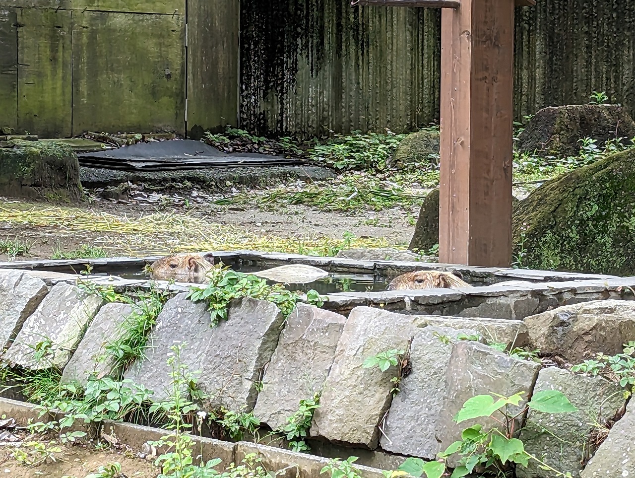 カピバラ