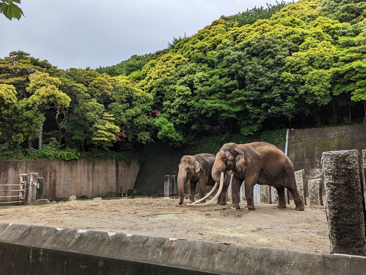 インドゾウ