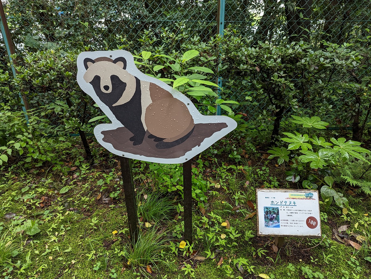 タヌキ看板