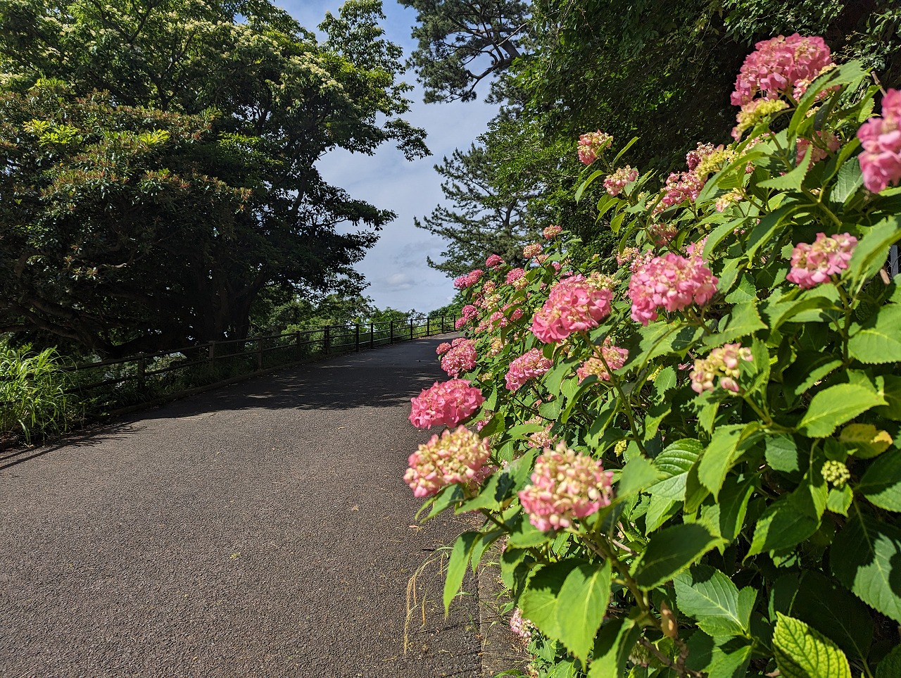 アジサイの坂道