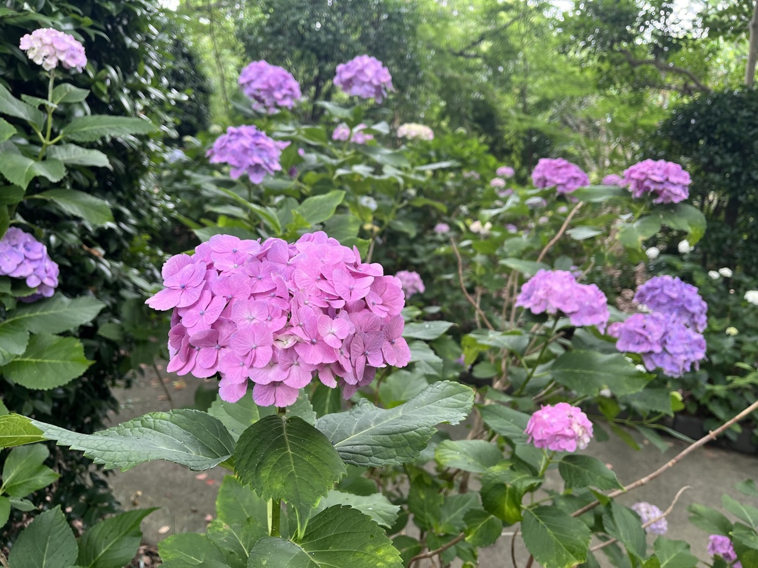 医王寺 (3)