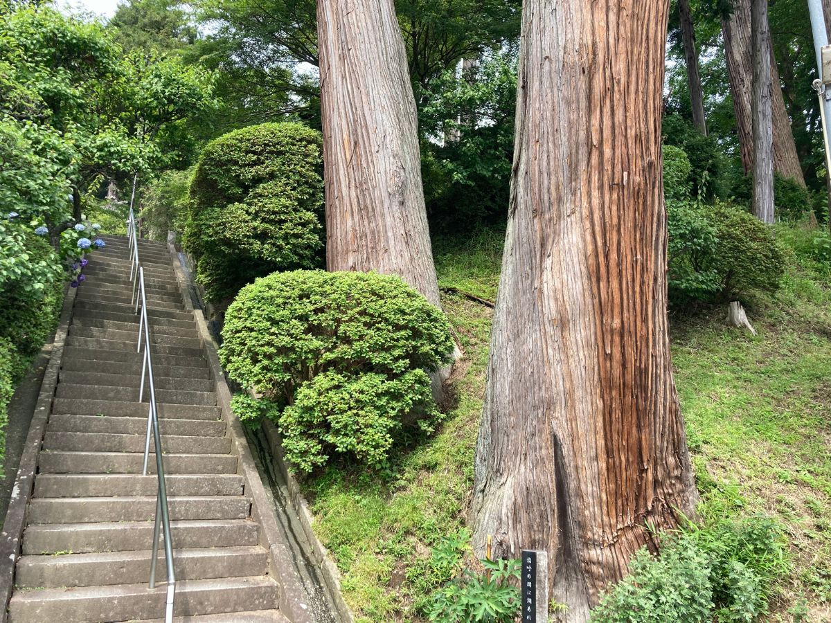 階段脇の大杉