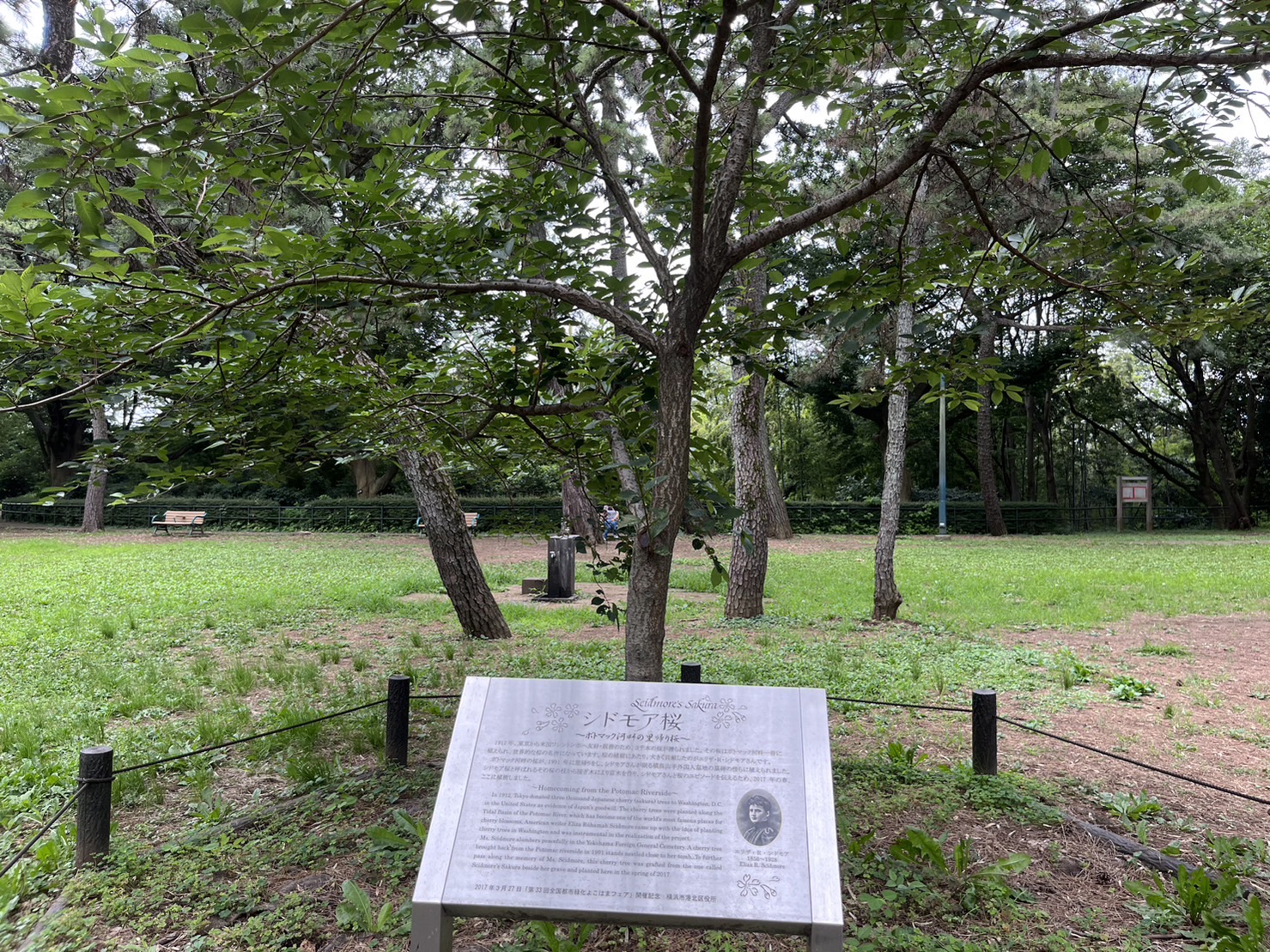 シドモア桜