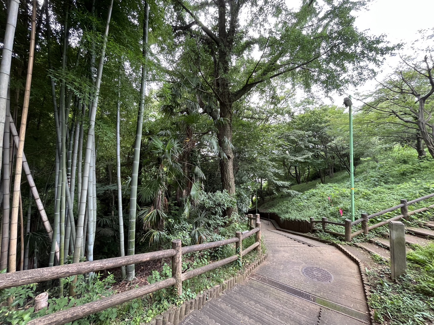 竹林とオリーブ坂