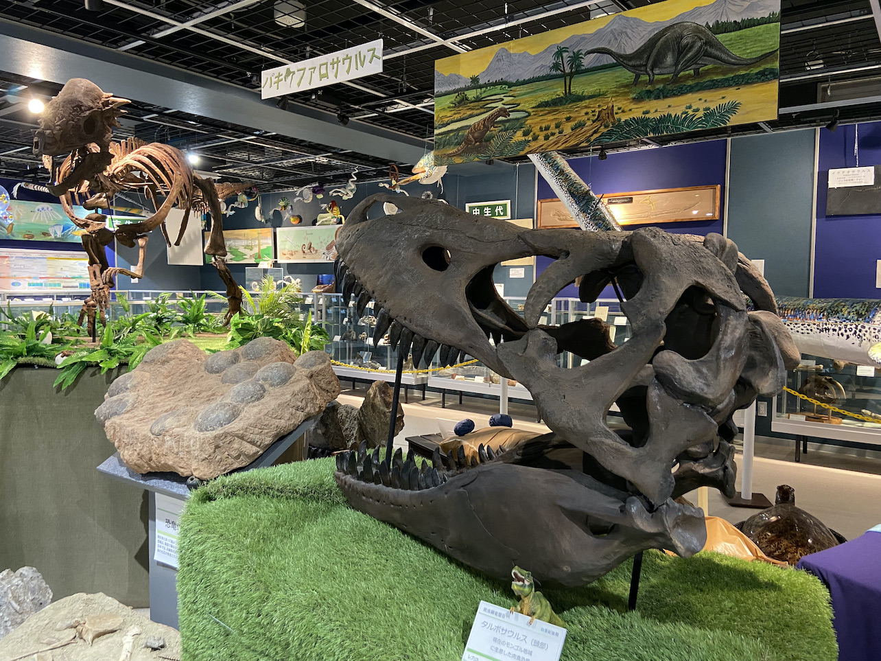 月光天文台_化石