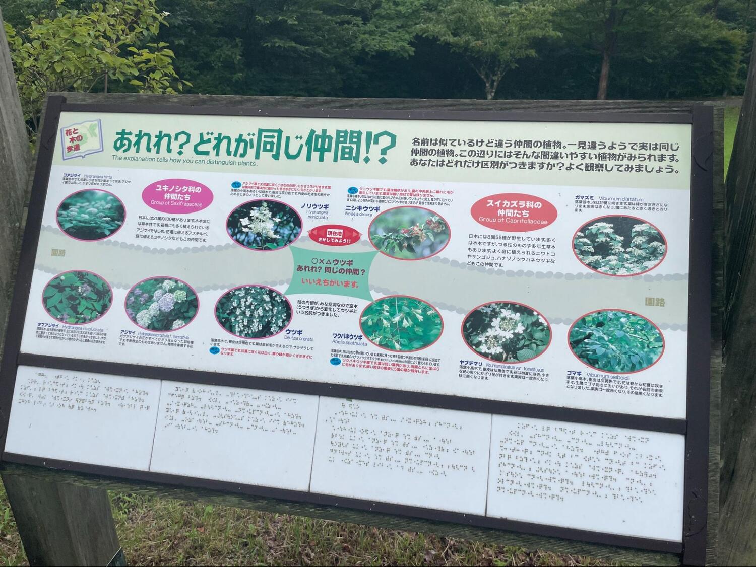 湖尻園地 (1)