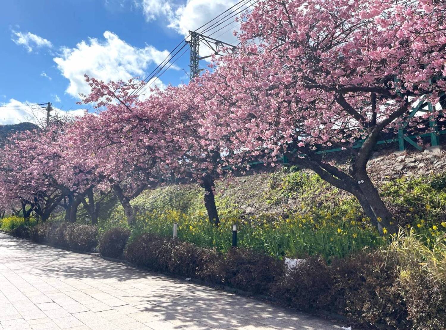 河津桜まつり
