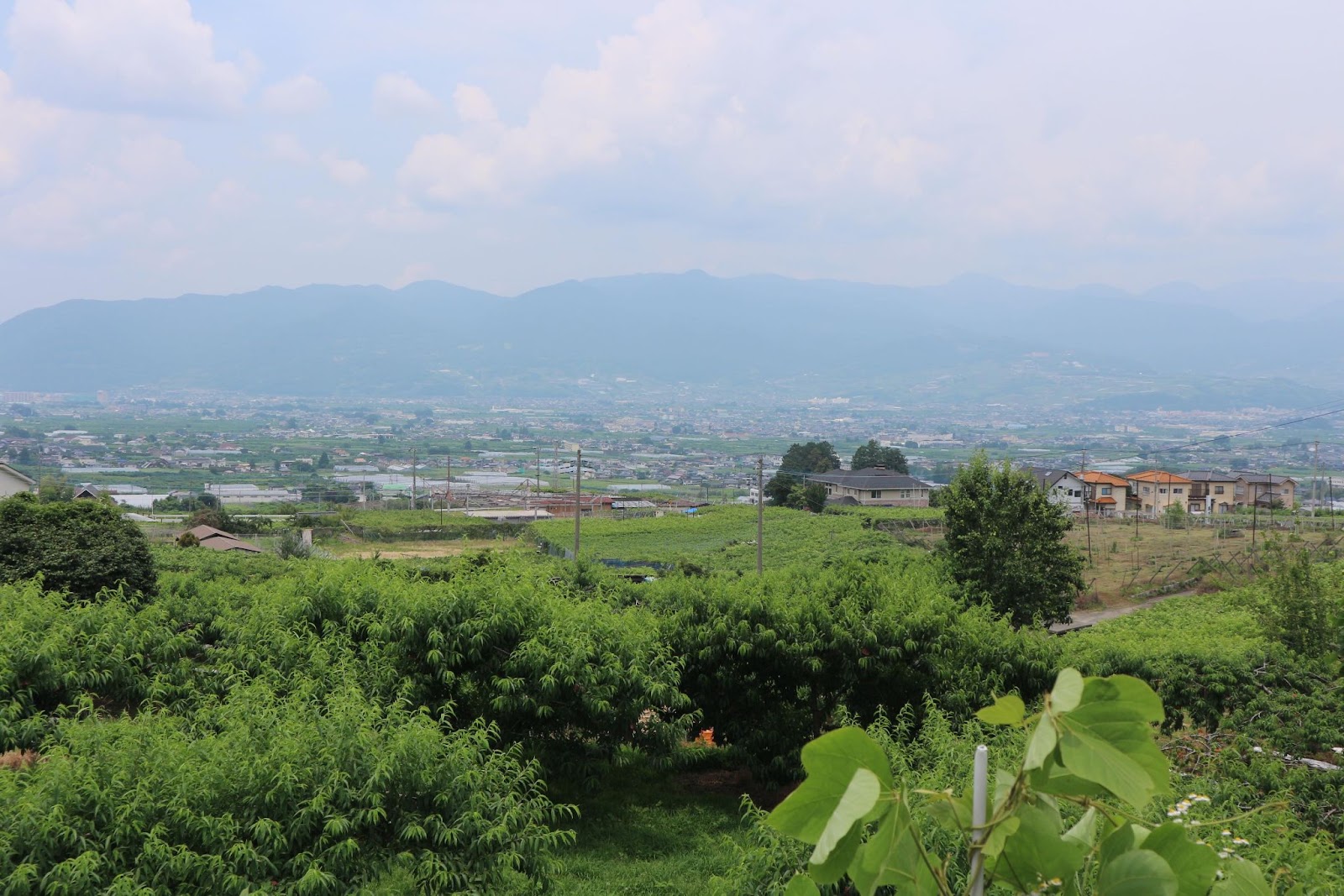 山梨果物狩りおすすめ