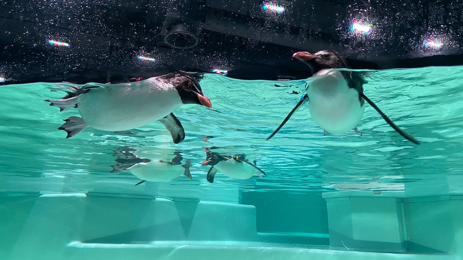 キタイワトビペンギン2