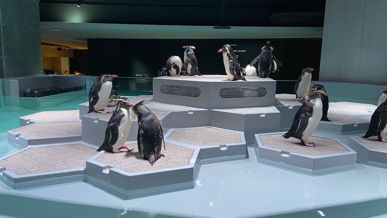 キタイワトビペンギン