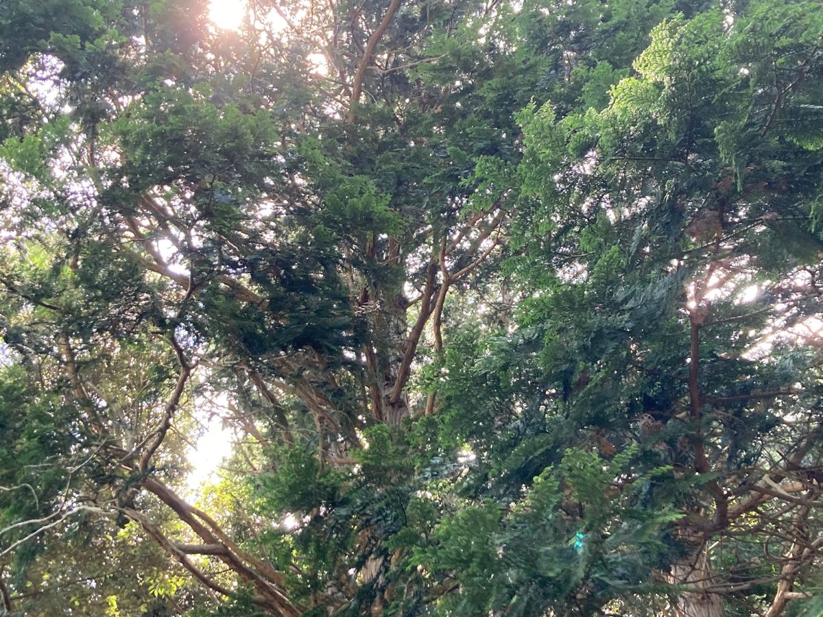 山王台公園の山林