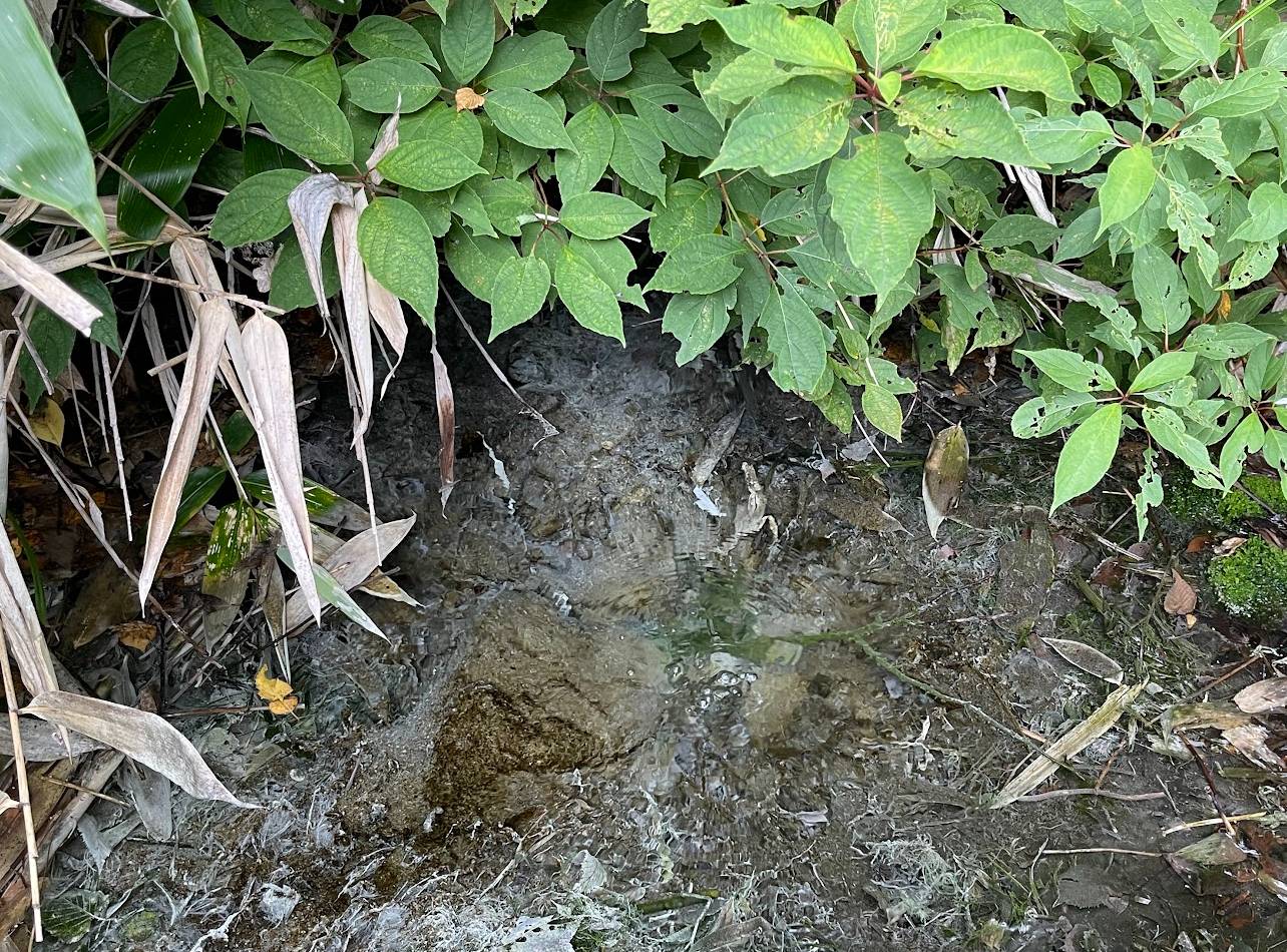 チャツボミゴケ公園温泉水