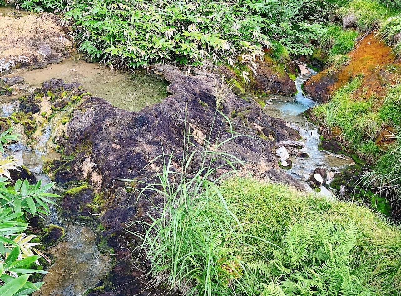 チャツボミゴケ公園穴地獄近辺