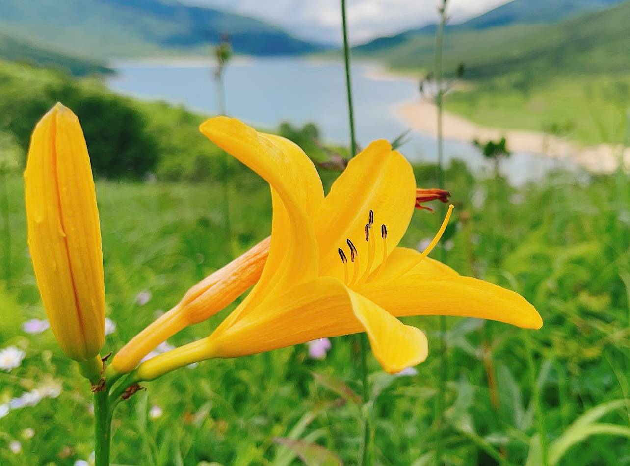 野反湖ノゾリキスゲ