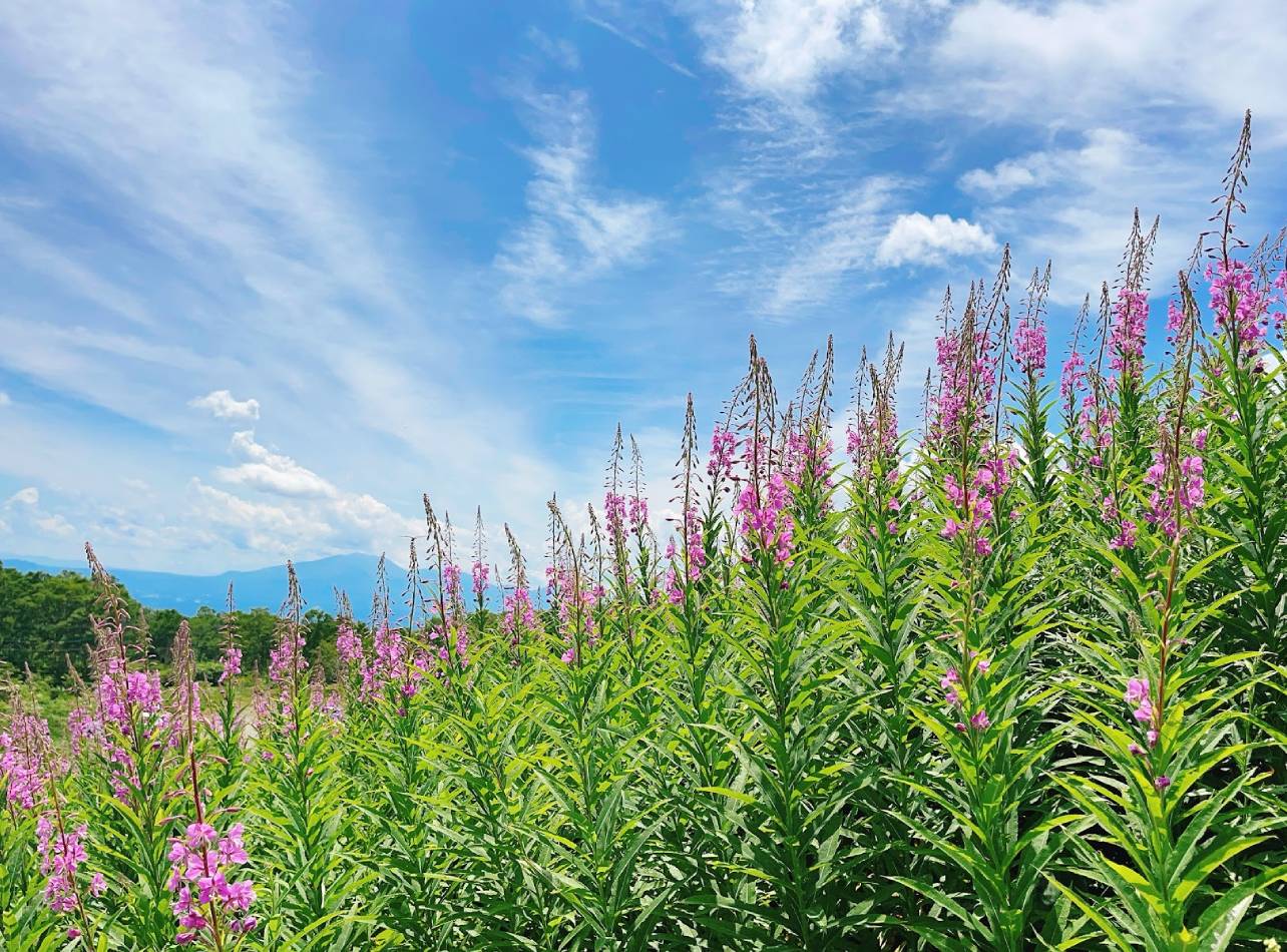 野反湖高山植物