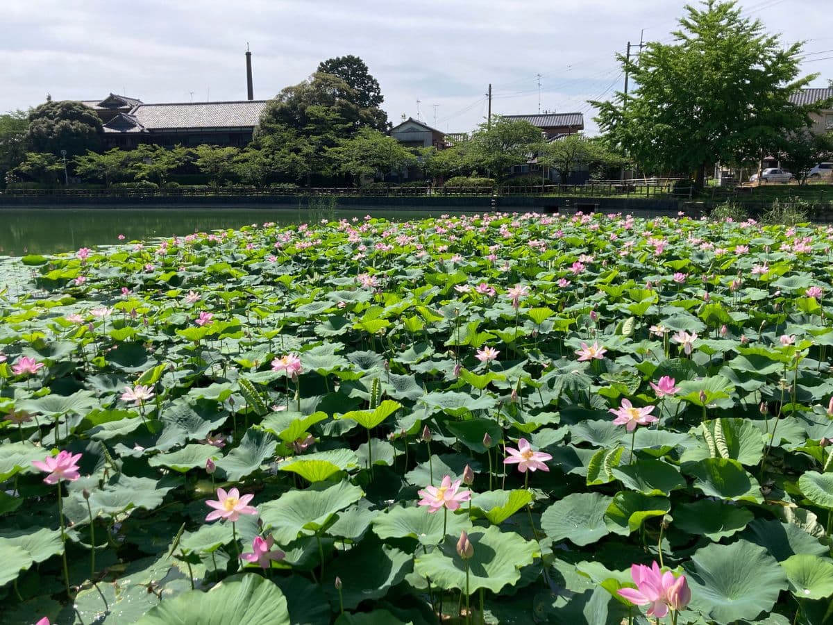 八鶴湖8