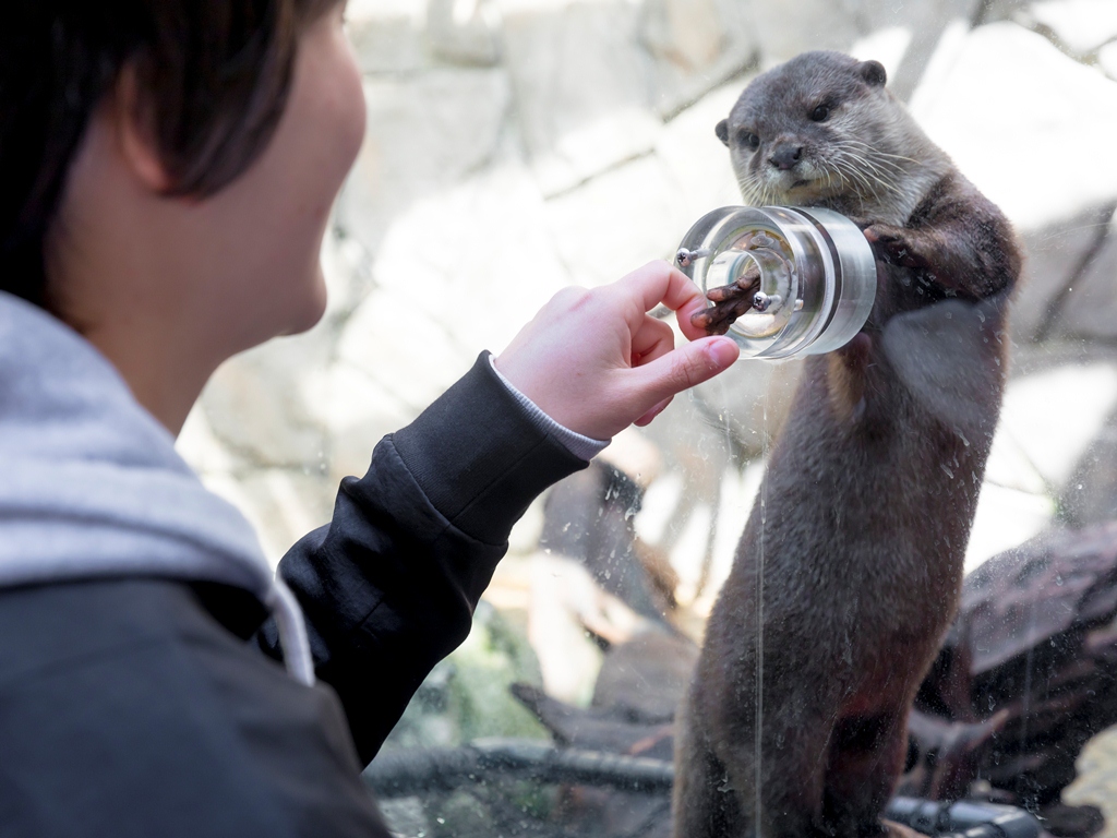みとしーカワウソにタッチ