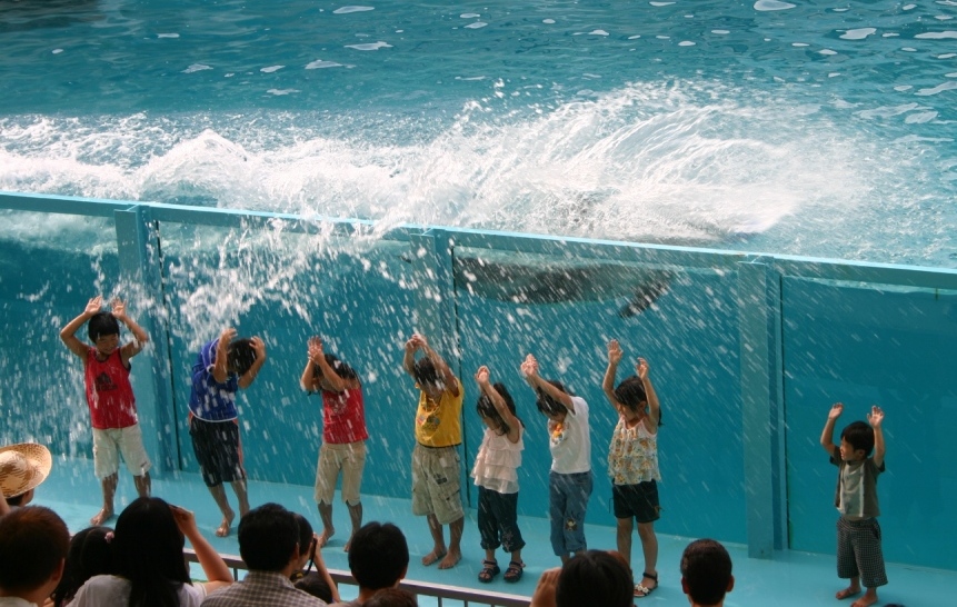 ドルフィンざぶーん