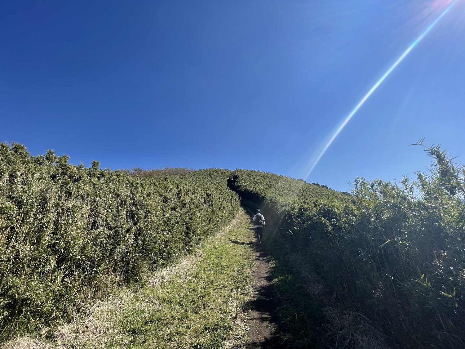 登山道