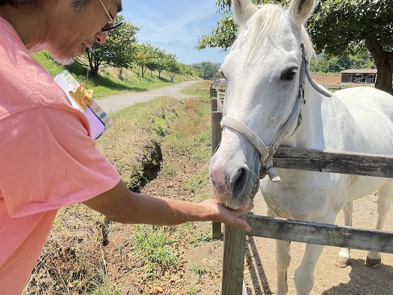ホースカントリー白アラブ馬