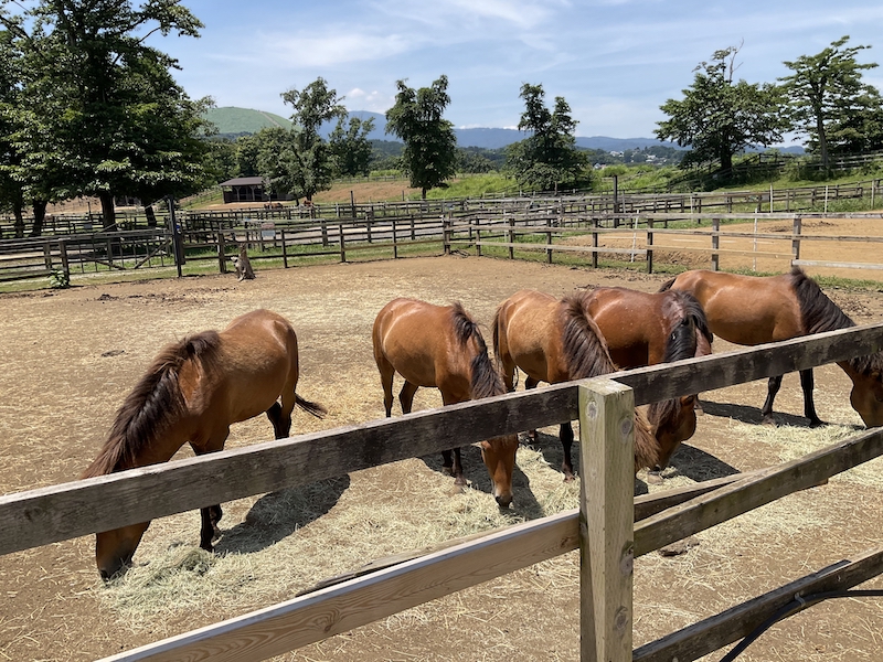 ホースカントリー与那国馬