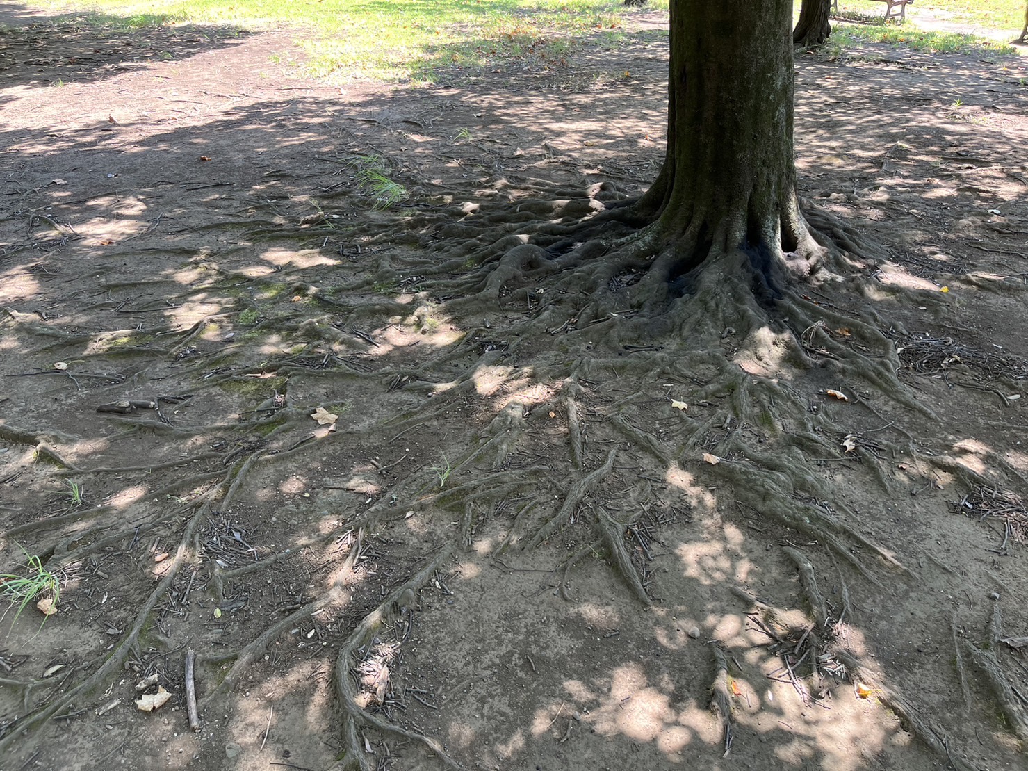 木の根