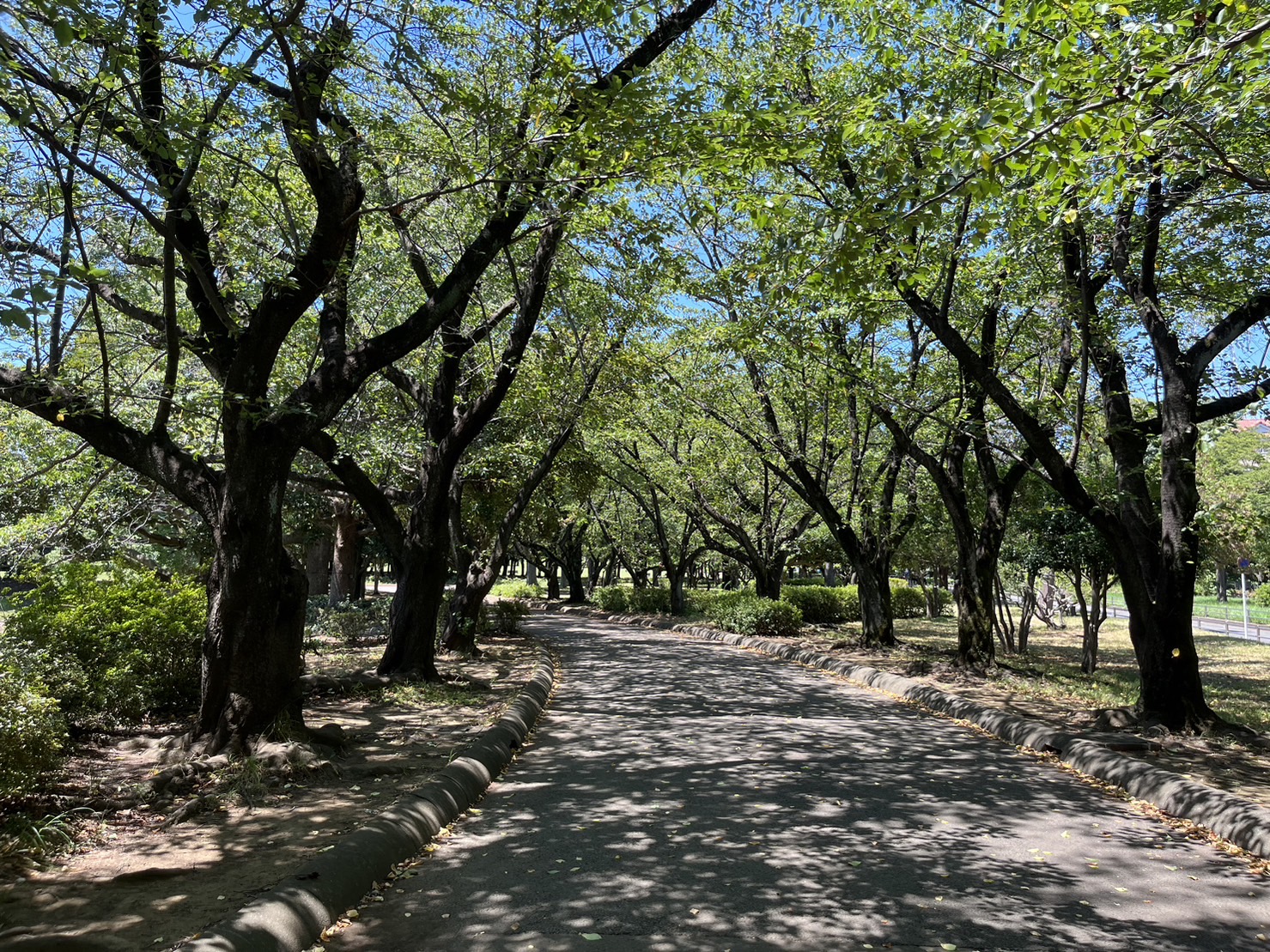 岸根公園の園内の様子