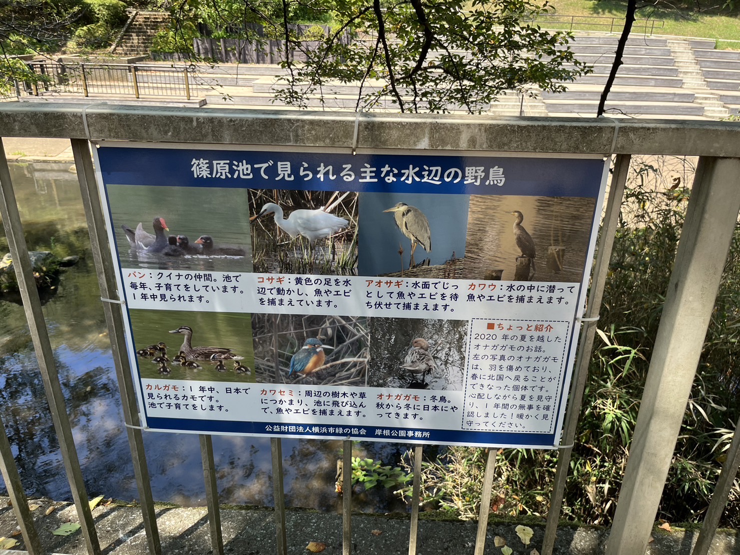 篠原池に飛来する野鳥