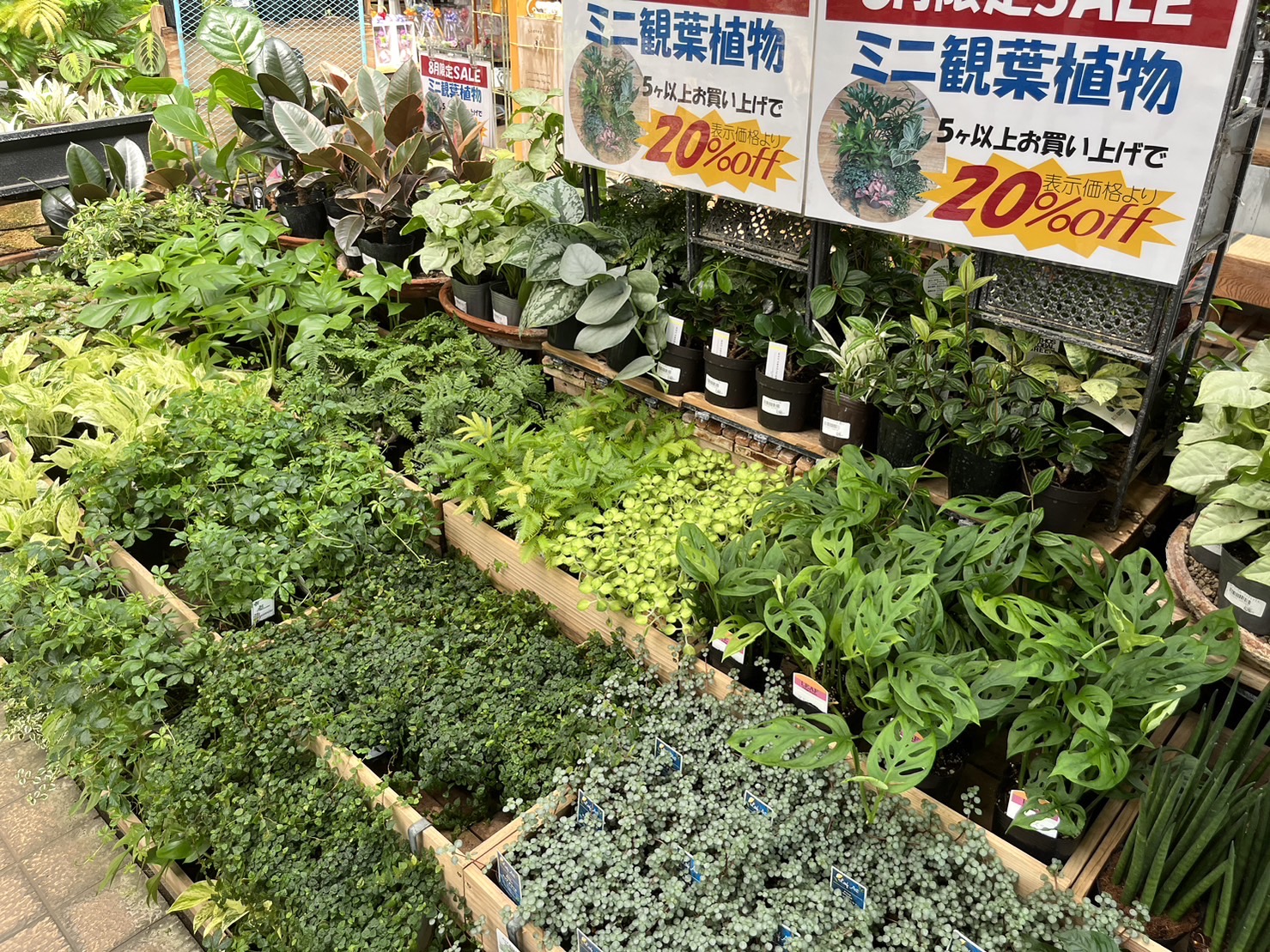 ミニ観葉植物