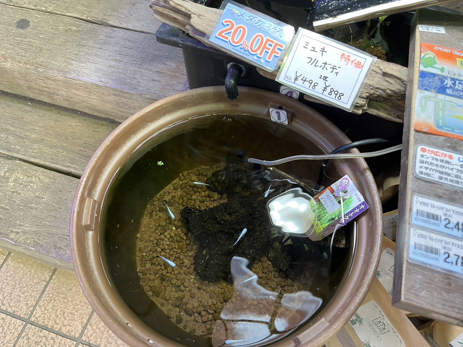メダカ