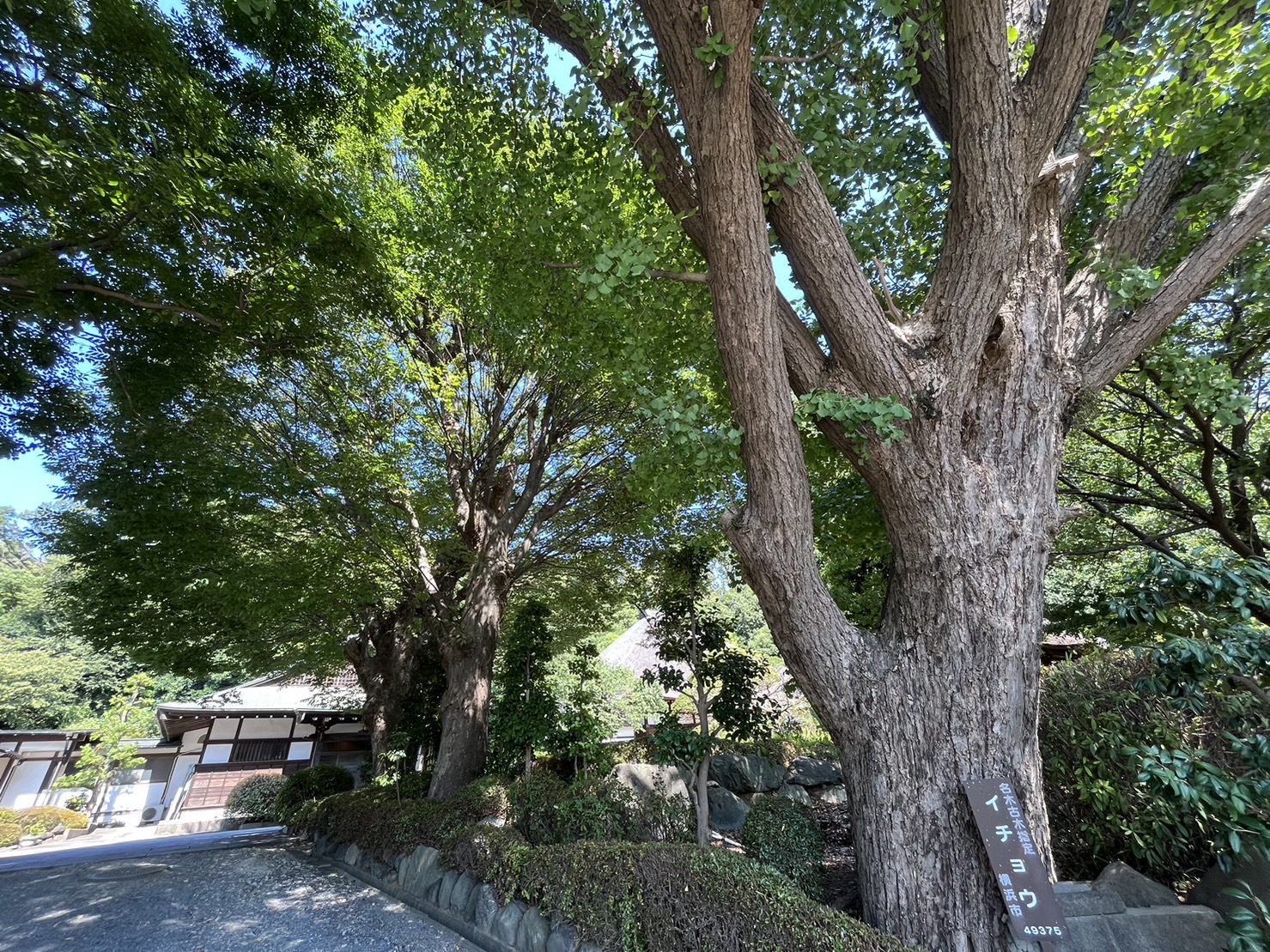 西方寺境内の緑