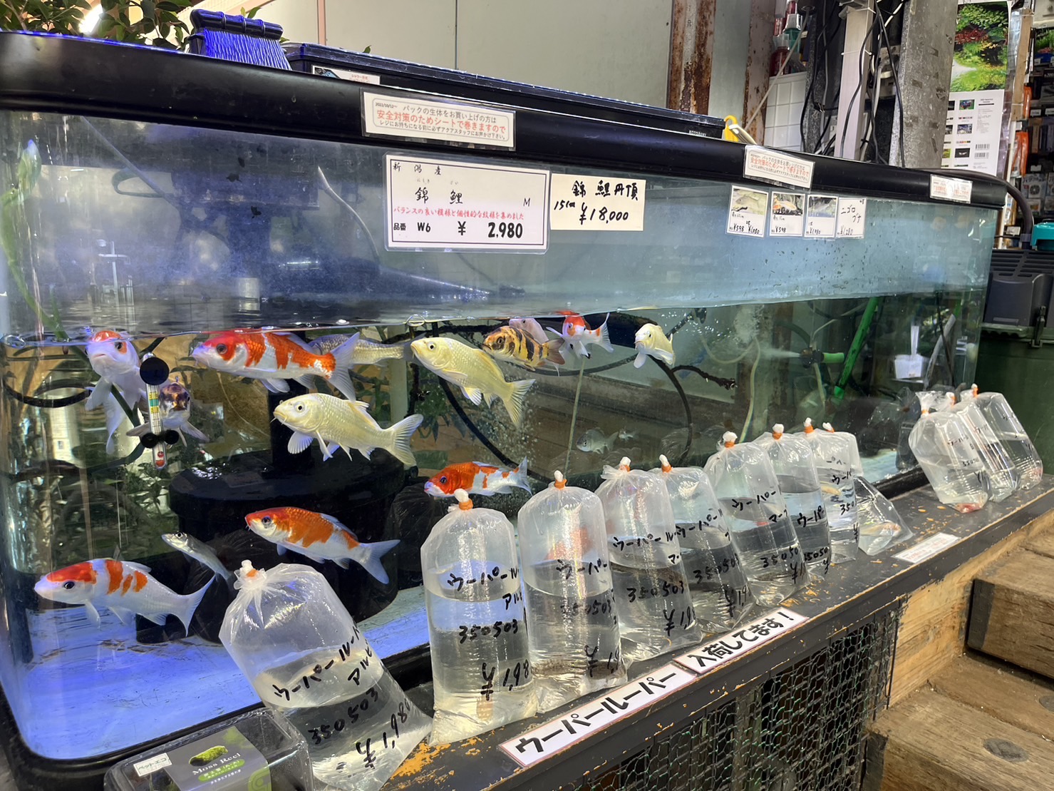 水槽の錦鯉