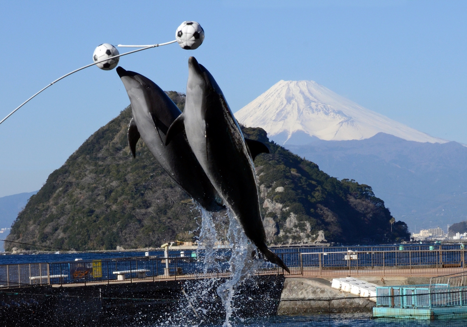 みとしーイルカショー