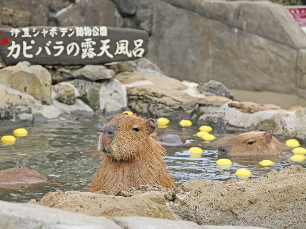 伊豆シャボテン動物公園