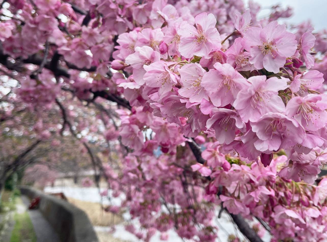 河津桜
