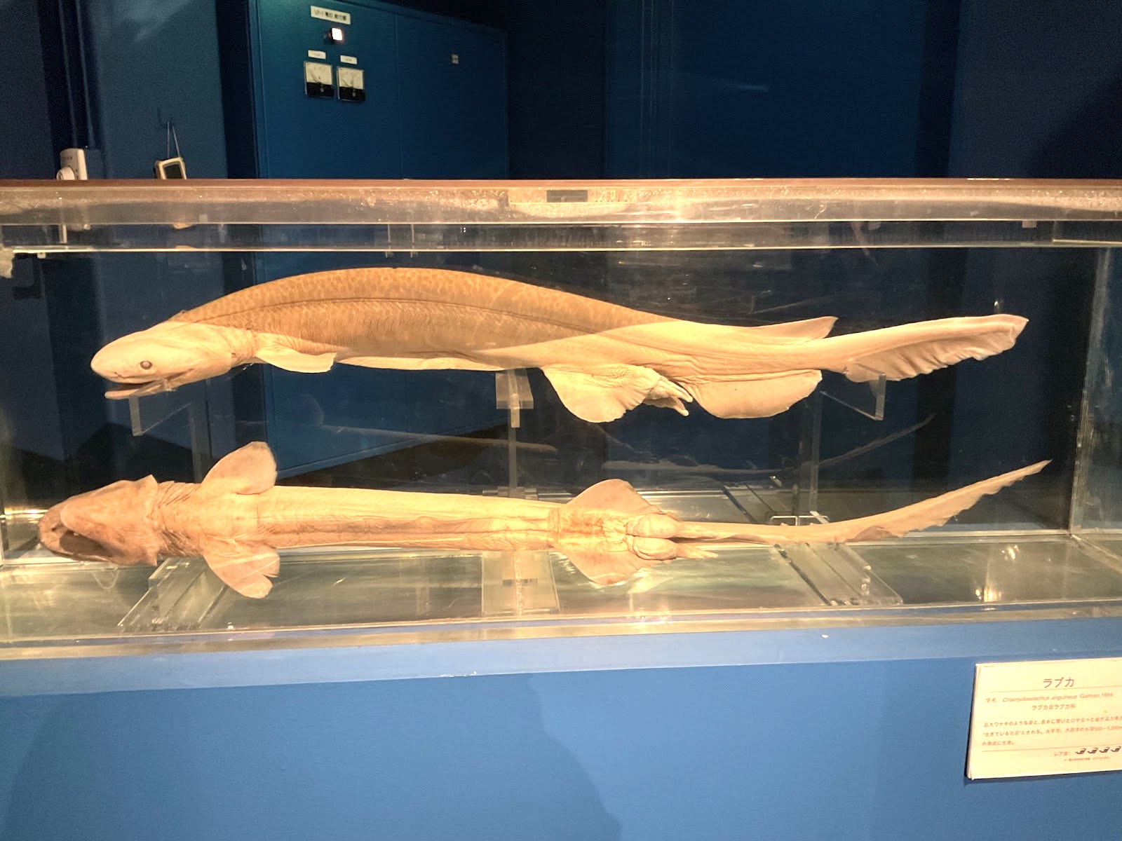 駿河湾深海生物館